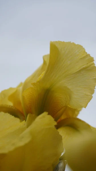 Sarı çiçekler, bitkiler ve yapraklar. 