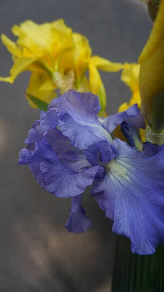Güzel botanik fotoğrafı, doğal duvar kağıdı. 