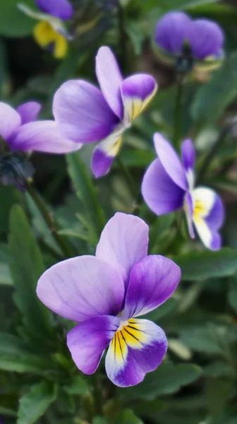 Bela Violeta Jardim — Fotografia de Stock