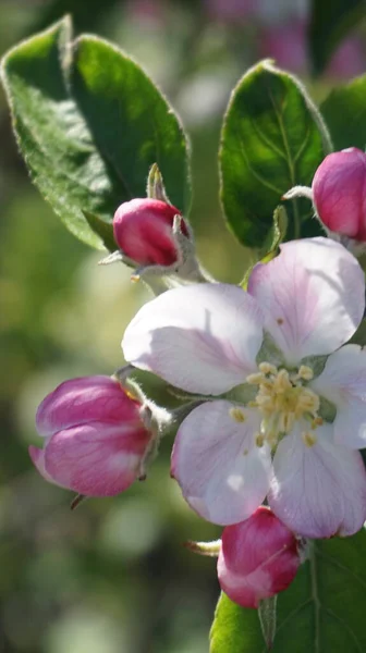 Bahçede çiçek açan elma ağacı çiçekleri 