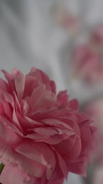 Beyaz arka planda güzel pembe güller 