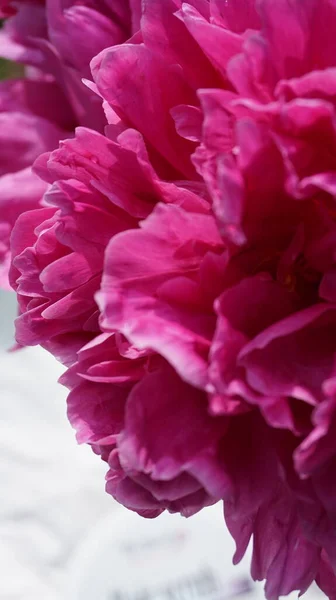 Yakın çekim Şakayık çiçekleri 