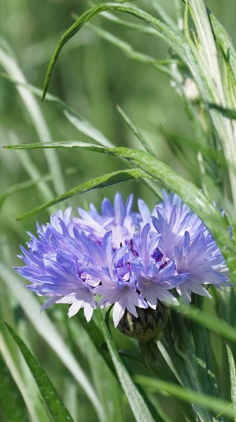güzel çiçek konsepti arka planı 