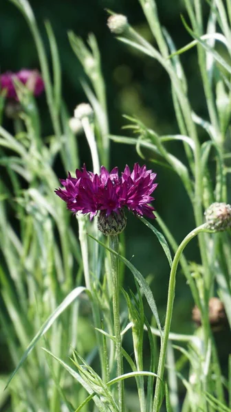 Güneşli bir günde bahçede büyüyen güzel çiçekler. 