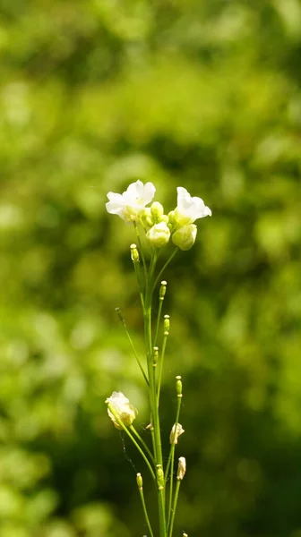 Ormanda güzel çiçekler 