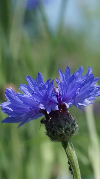Güzel çiçekler, çiçek konsepti 