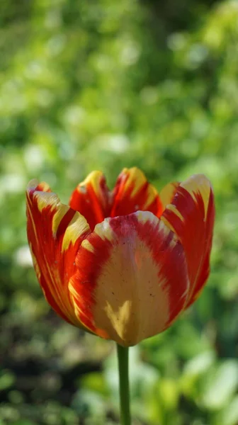 Piękne Tulipany Rosnące Ogrodzie — Zdjęcie stockowe