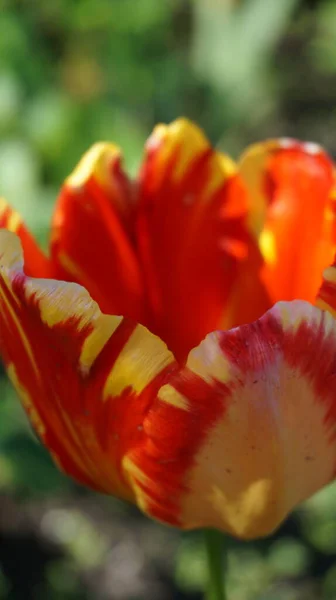 Piękne Tulipany Kwiatowe Tło — Zdjęcie stockowe