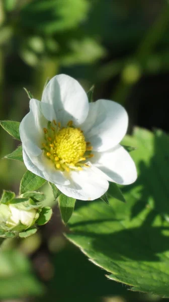 Bahçedeki güzel beyaz çiçekler 