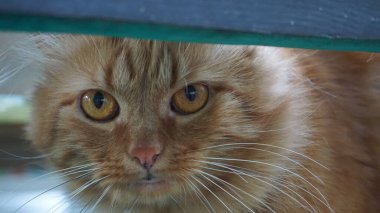 Kızıl bir kedinin portresi