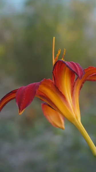 Güzel zambak, doğal duvar kağıdı.