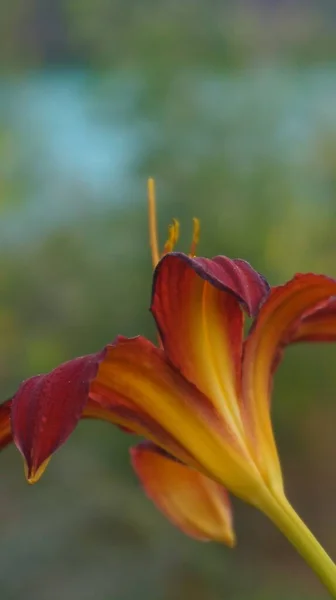 Schöne Botanische Schuss Lilie — Stockfoto