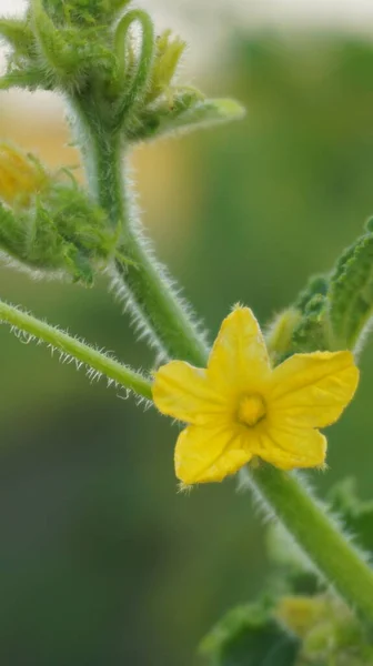 Bahçedeki sarı çiçek, salatalık.