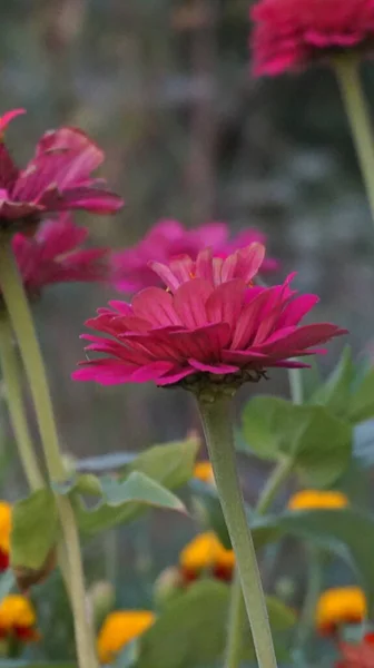 Açık havada yetişen güzel çiçeklerin kapağını kapatın.