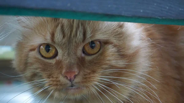 Kızıl bir kedinin portresi