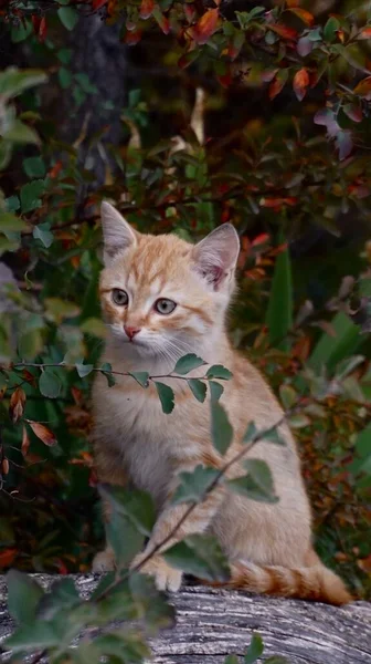 Yapraklarda kırmızı kedi 