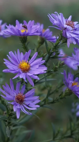 Toprakta yetişen güzel mor paskalya çiçeklerinin seçici odak noktası.