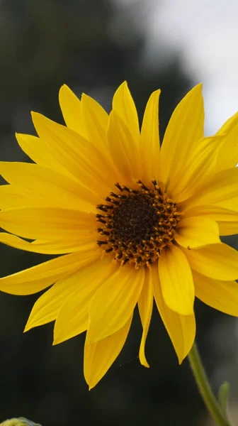 Ayçiçeği Bahçe, yakın çekim