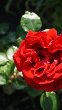 Bahçede kırmızı gül