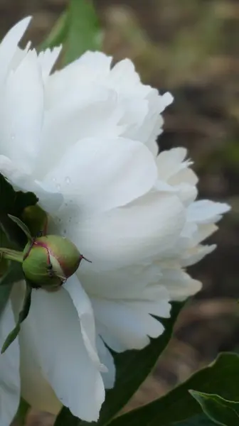 Açık havada yetişen renk çiçeklerini kapatın, şakayık çiçekleri