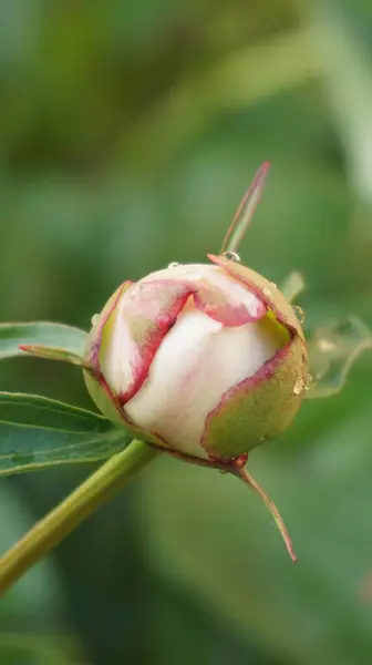 Açık havada yetişen renk çiçeklerini kapatın, şakayık çiçekleri