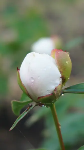 Açık havada yetişen renk çiçeklerini kapatın, şakayık çiçekleri