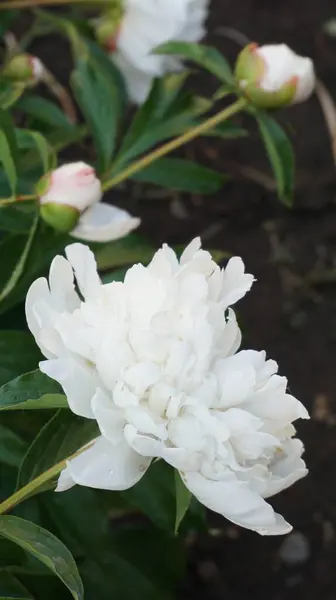 Açık havada yetişen renk çiçeklerini kapatın, şakayık çiçekleri