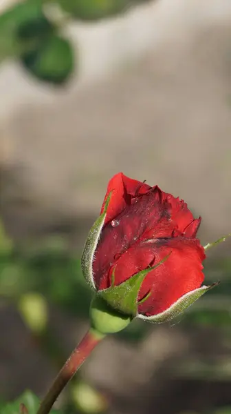 Bahçedeki güzel kırmızı gül