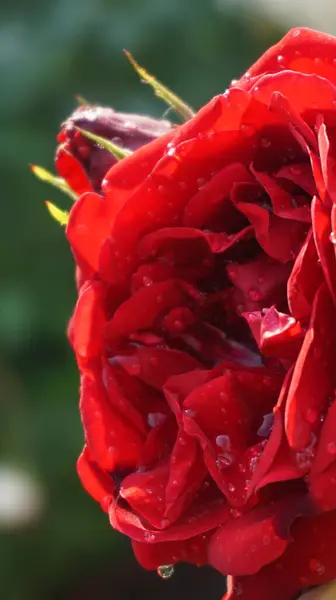 Yeşil yapraklı kırmızı çiçek, gül