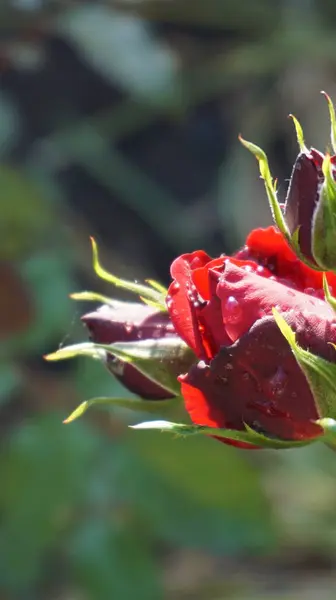 Yeşil yapraklı kırmızı çiçek, gül