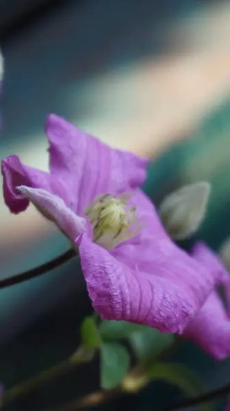 Güzel botanik çekimi, Clematis.