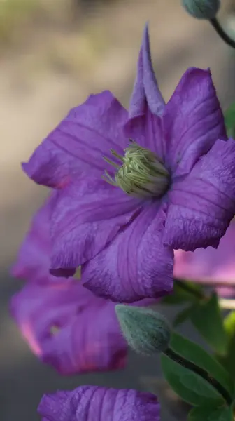 mor çiçekler, çiçek ve yapraklar, klematis