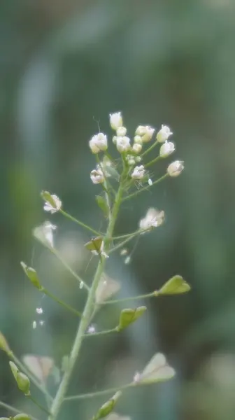 Güzel botanik fotoğrafı, doğal duvar kağıdı.