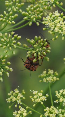 Yeşil yapraklı bir böcek.