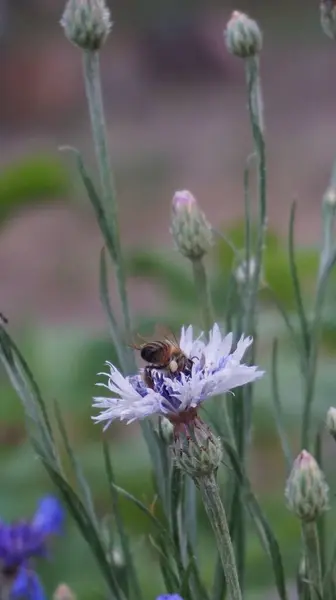 Bahçede güzel çiçekler, çiçek