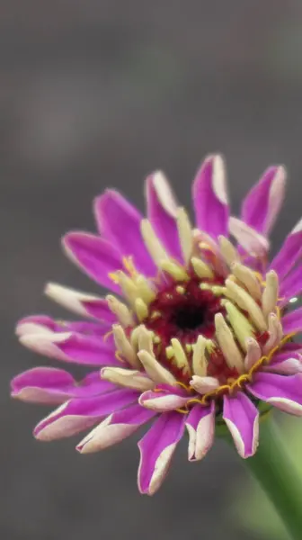 Bahçedeki güzel çiçekler, zinya