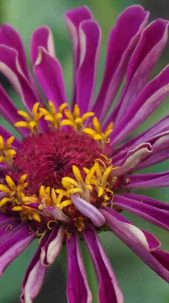 Bahçedeki güzel çiçekler, zinya