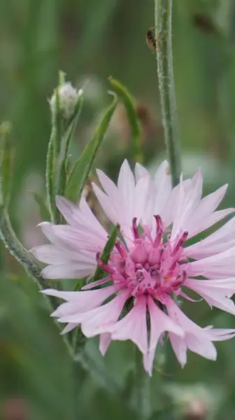 Bahçedeki güzel pembe çiçek, çiçek