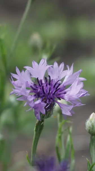 Bahçede güzel çiçekler, çiçek 