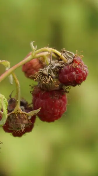 Dalın üzerindeki taze ahududuları kapatın.