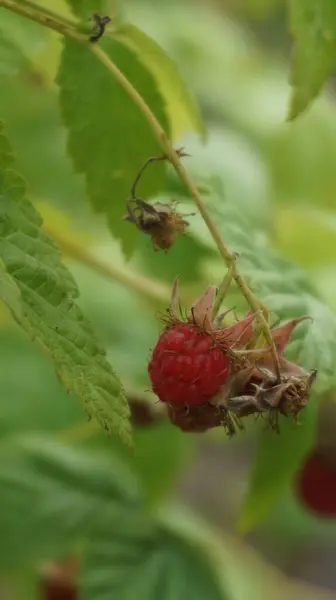 Ahududu üzerindeki yeşil yaprak