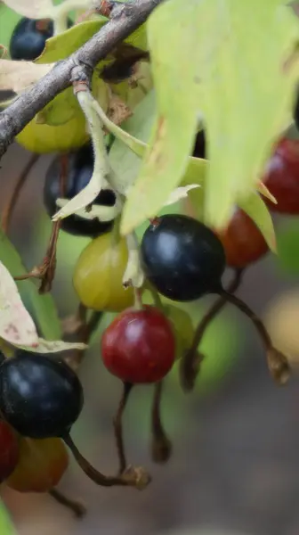 yeşil yapraklar, siyah frenk üzümü
