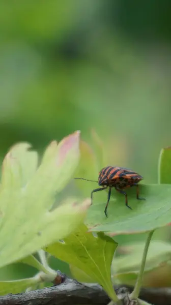 Kırmızı ve yeşil bir böceğin yakın plan çekimi.