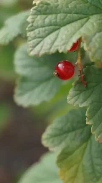 Bahçede frenk üzümü