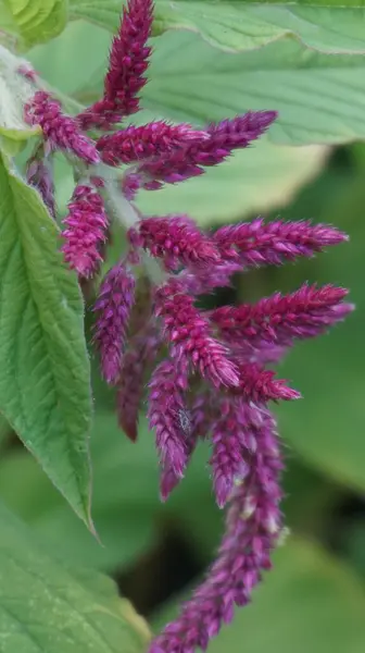 Bahçedeki mor çiçek, araranth