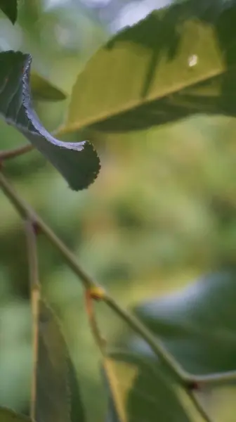 Ormanda yeşil yapraklar
