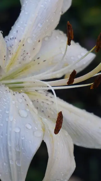 Bahçedeki güzel zambak