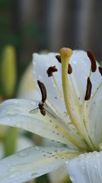 Bahçedeki beyaz çiçekler, Lily.