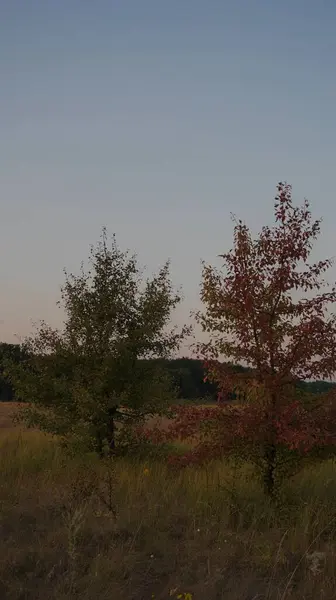 Ağaçlar ve ormanlarla dolu güzel bir manzara.