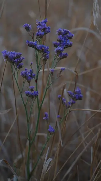 Bahçedeki güzel çiçekler